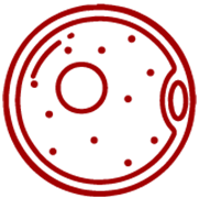 Oocyte Vitrification Icon
